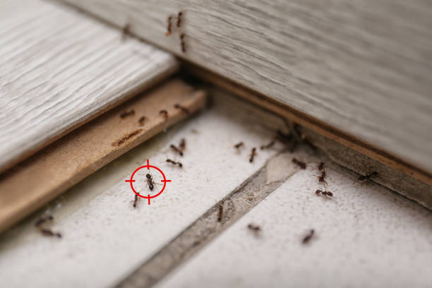 Best Best Pest Control Companies  in Bourbonnais, IL