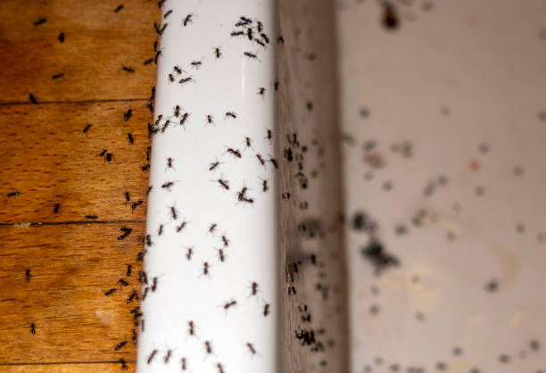 Best Emergency Pest Control  in Bourbonnais, IL
